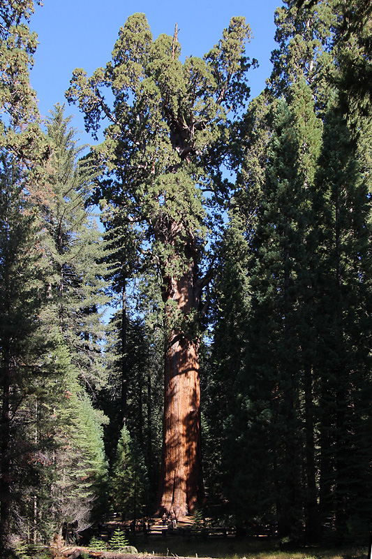 I parchi nazionali - Sequoia Park