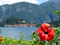 Giardini sul lago - Ibisco