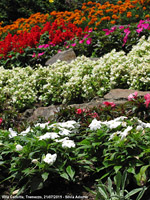 Giardini sul lago - Piani di fiori