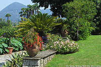Un paradiso sul lago - Fioriture